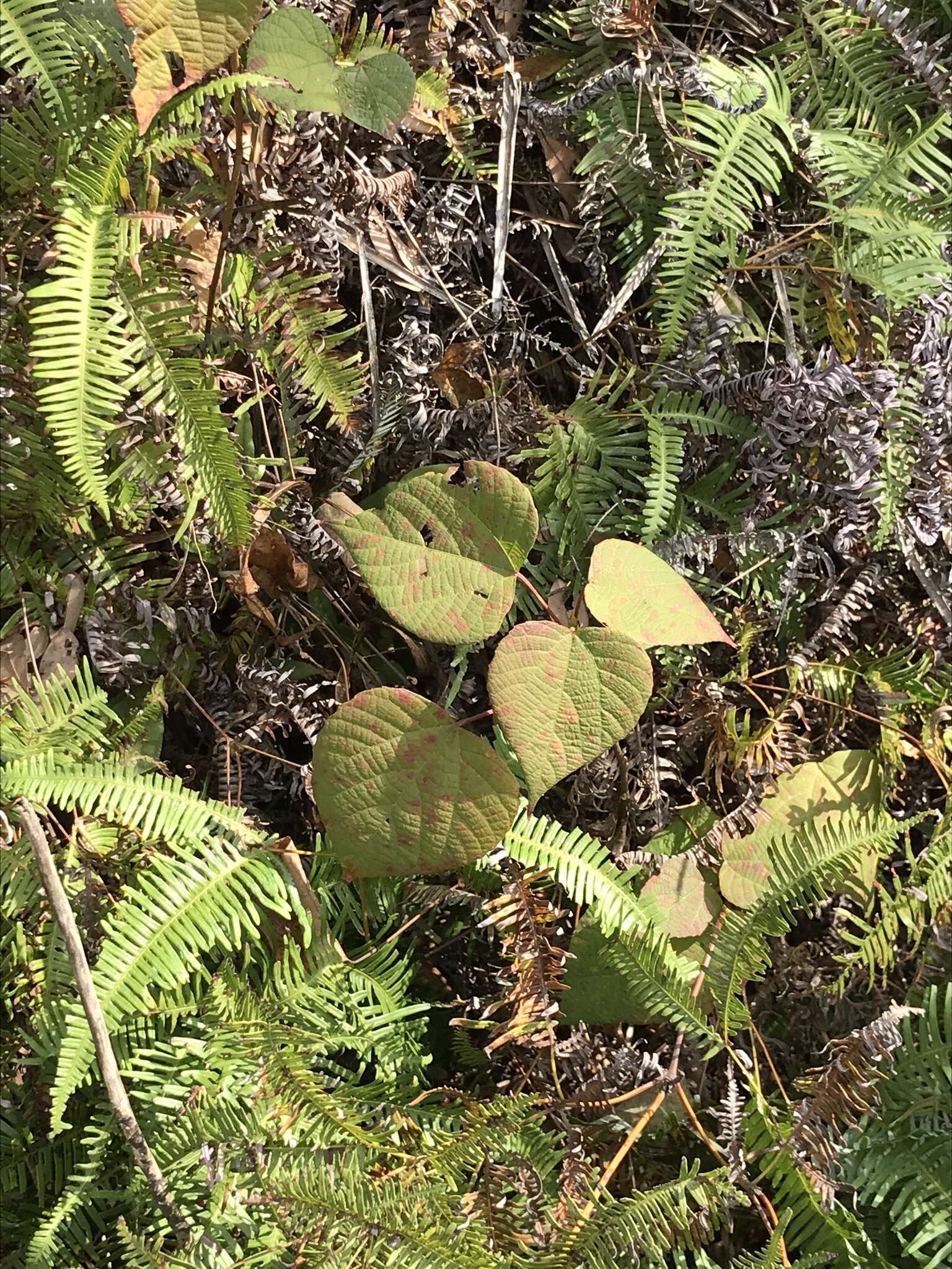 Imagem de Alchornea trewioides (Benth.) Müll. Arg.