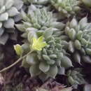 Image de Echeveria kimnachii J. Meyran G. & R. Vega A.