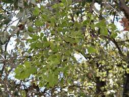 Image of Christmas mistletoe