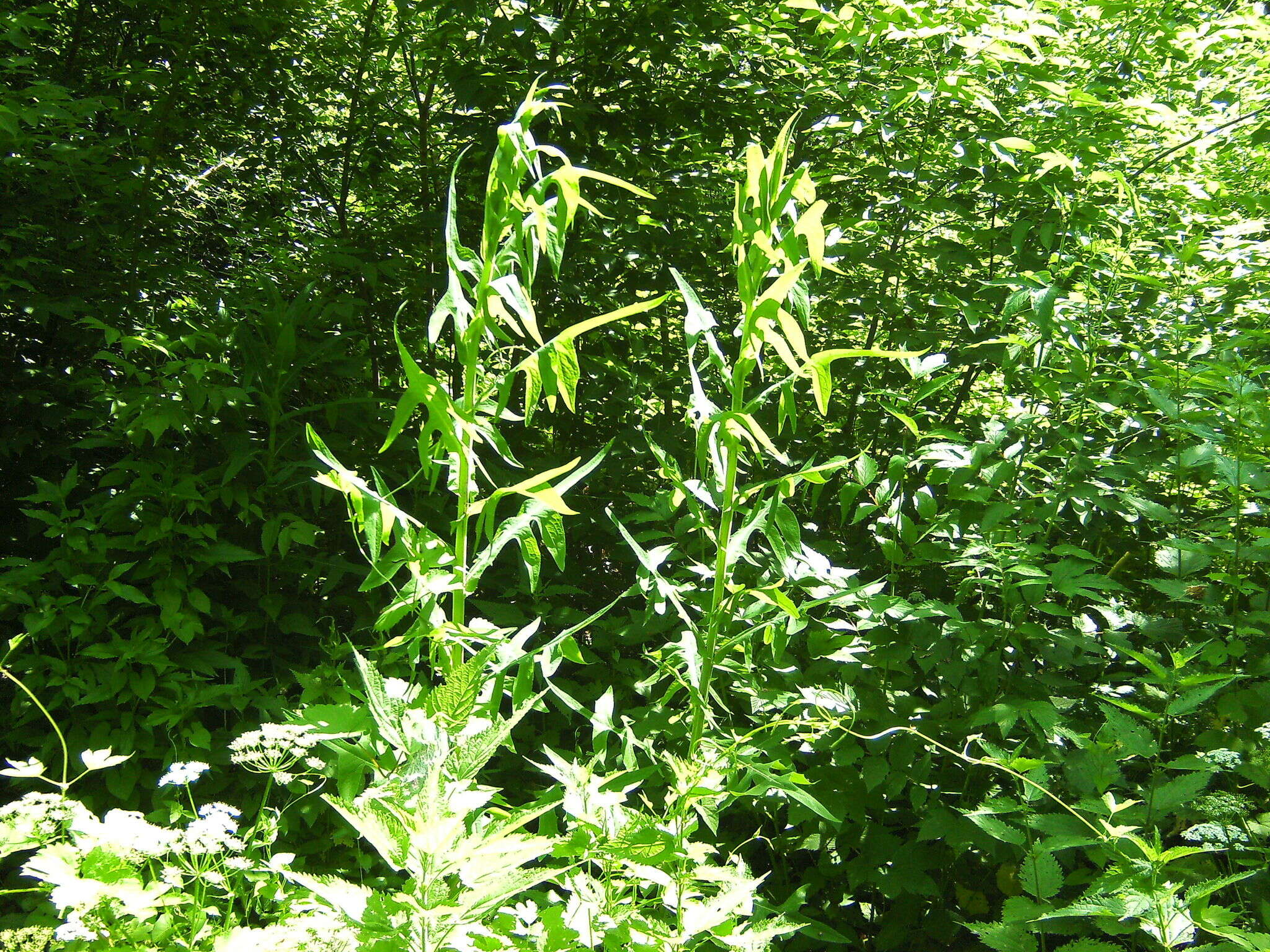 Image of marsh sow-thistle