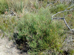 Image of beaked pincushion tree