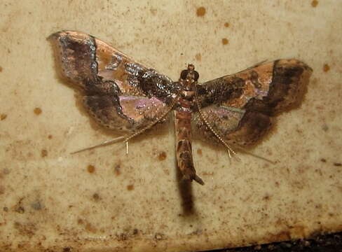 Image of Ornate Hydriris Moth