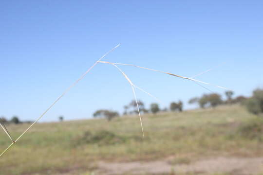 Image of Aristida leptopoda Benth.