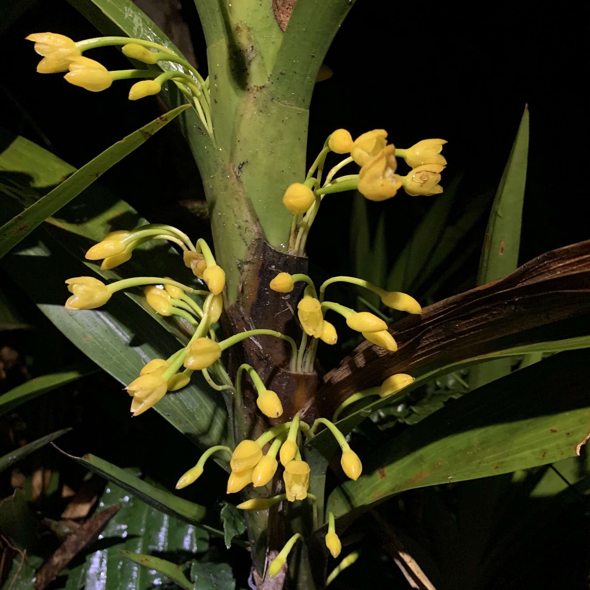 Image of Maxillaria aurea (Poepp. & Endl.) L. O. Williams