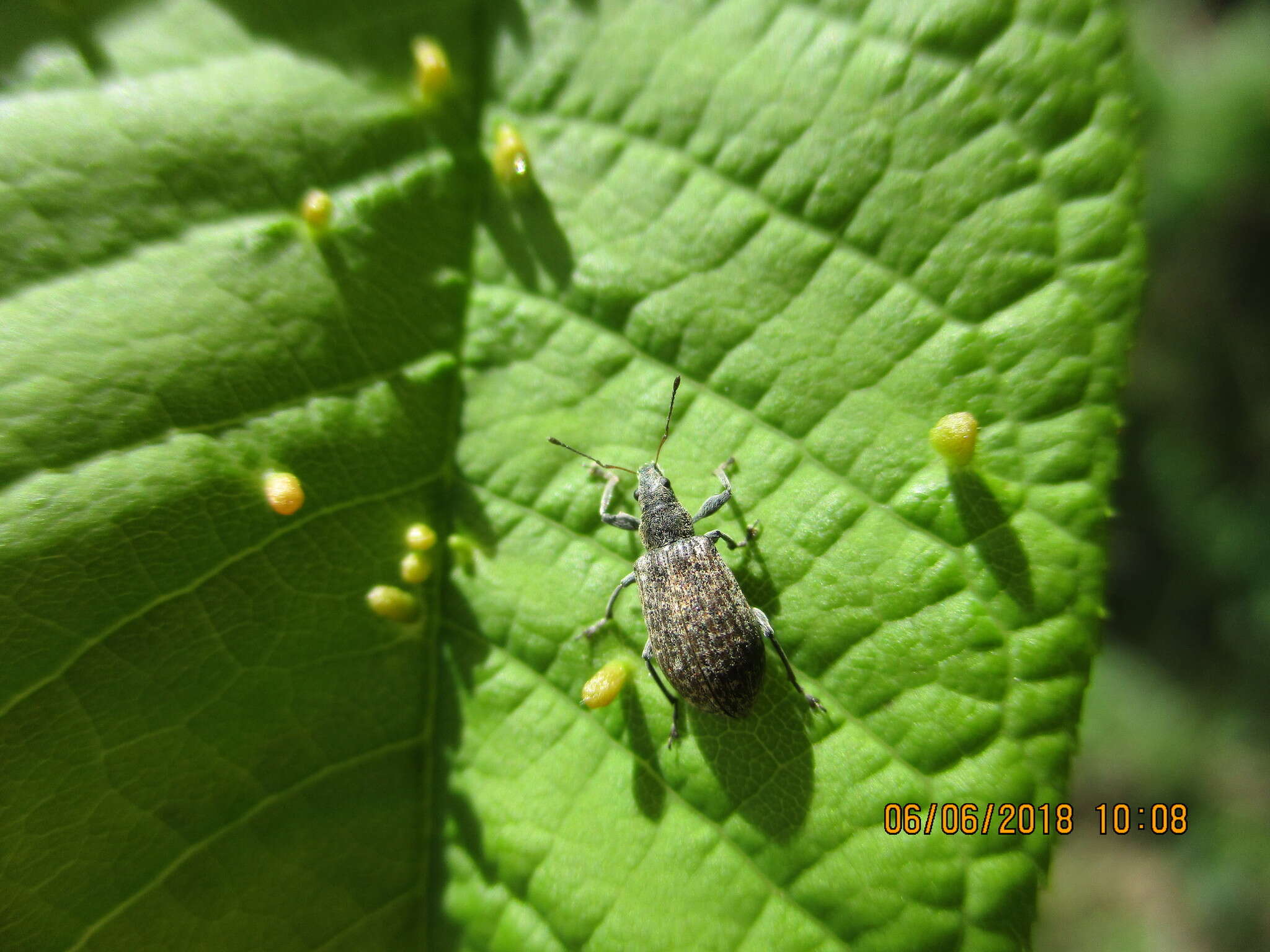 Sivun Polydrusus (Eurodrusus) pilosus Gredler 1866 kuva