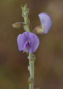 Image of Tephrosia barbatala Bosman & de Haas