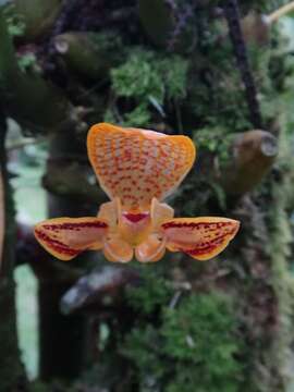 Bulbophyllum dearei (Rchb. fil.) Rchb. fil. resmi