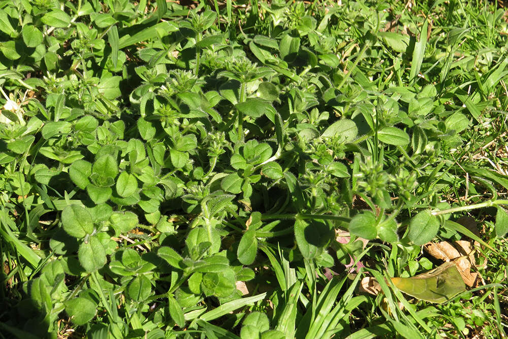 Image of Cerastium rivulare Cambess.