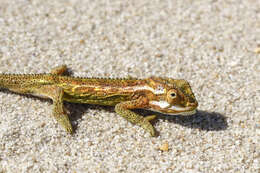 Image of Cape dwarf chameleon