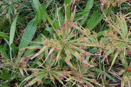 Cyperus meyenianus Kunth的圖片