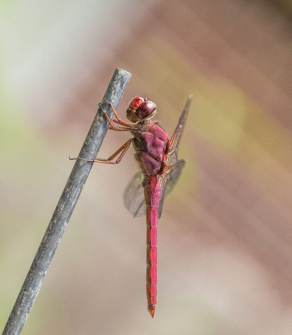 Image of Carmine Skimmer