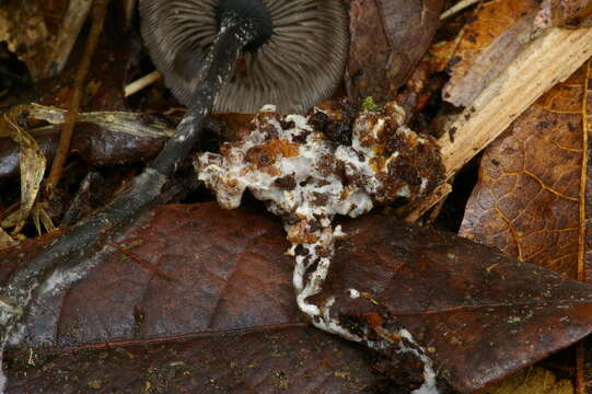 Image of Blastosporella zonata T. J. Baroni & Franco-Mol. 2007