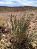 Plancia ëd Neokochia americana (S. Watson) G. L. Chu & S. C. Sand.