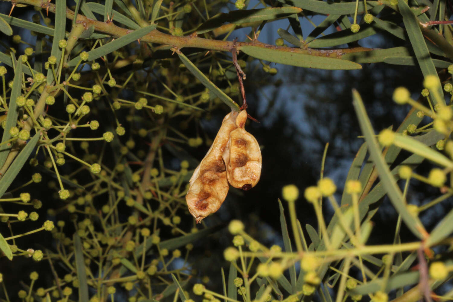 Acacia victoriae Benth. resmi