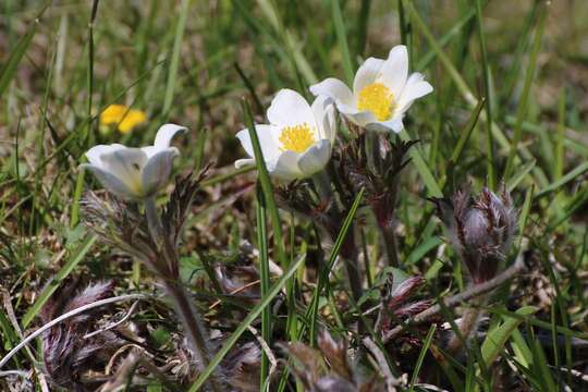 Imagem de Pulsatilla alpina subsp. austroalpina D. M. Moser