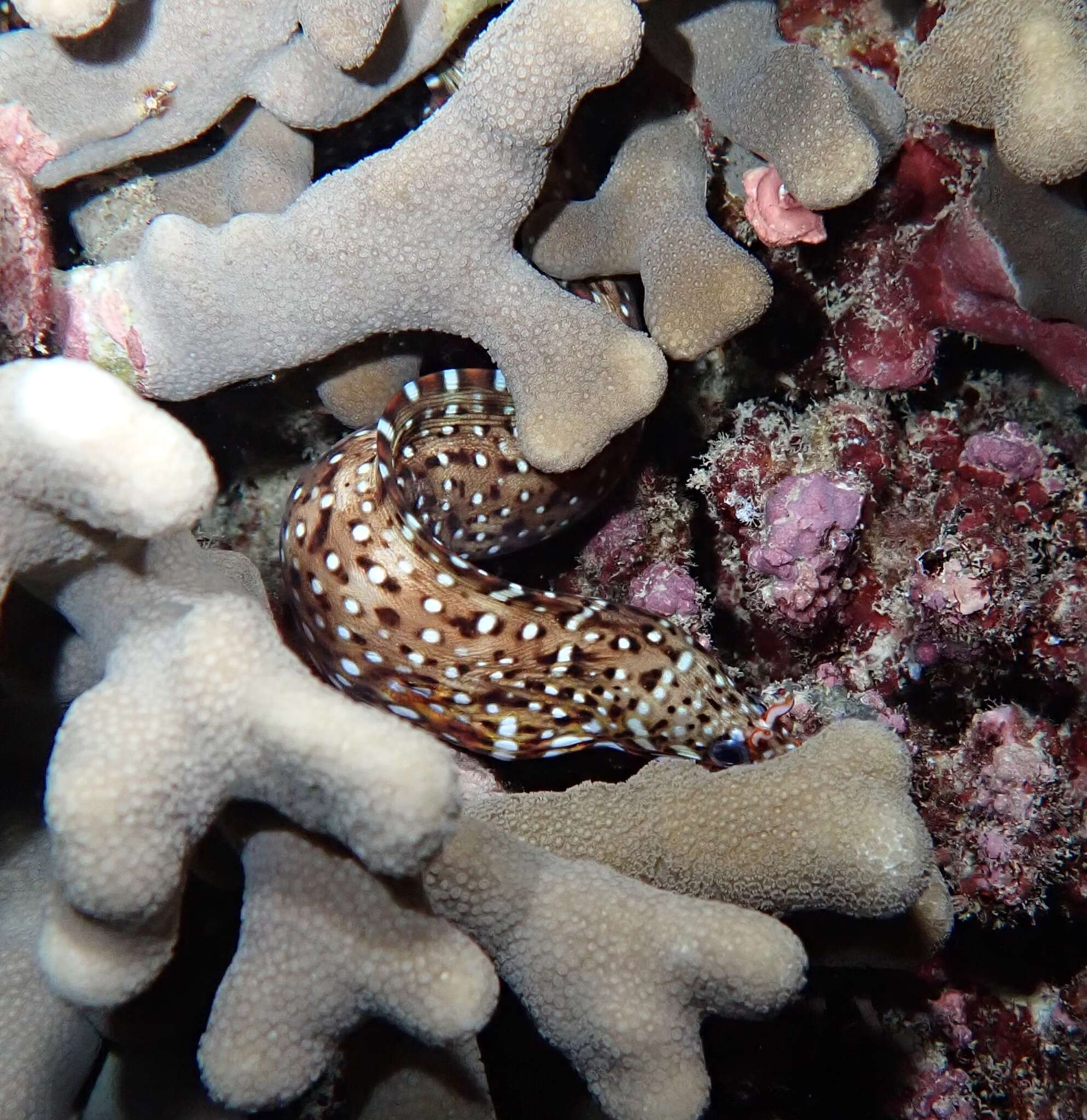 Image of Leopard moray eel