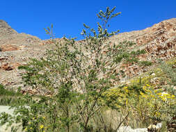 Image of Psoralea odoratissima Jacq.