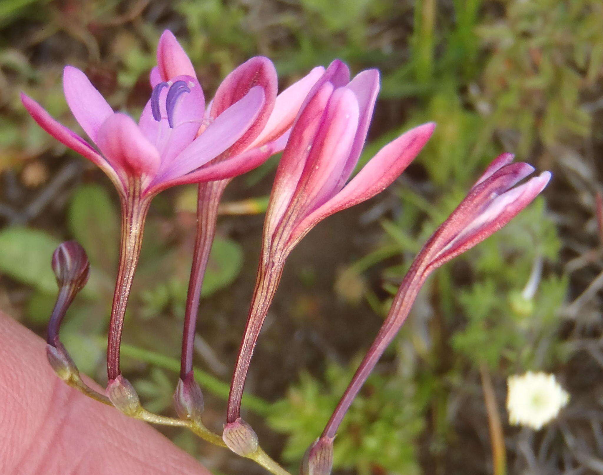 Freesia verrucosa (B. Vogel) Goldblatt & J. C. Manning resmi