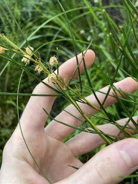 Image of Acacia ptychoclada Maiden & Blakely