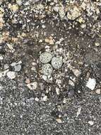 Image of Western snowy plover