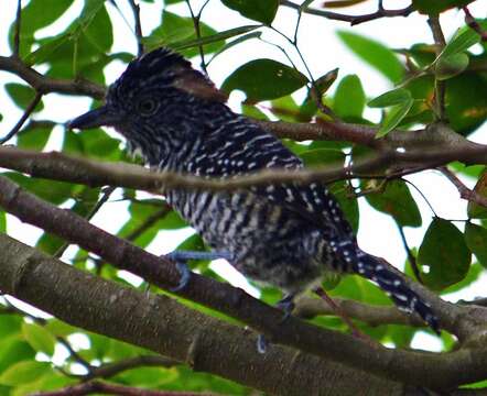 Image of Barred Antshrike