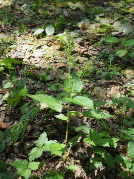 Image of Laportea bulbifera (Sieb. & Zucc.) Wedd.