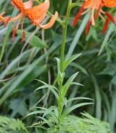 Image of Lilium leichtlinii var. maximowiczii (Regel) Baker