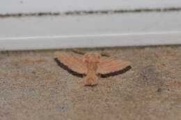 Image of lackey moth