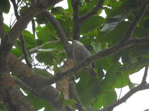 صورة Zosterops leucophaeus (Hartlaub 1857)