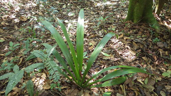 Image of Neomarica portosecurensis (Ravenna) Chukr