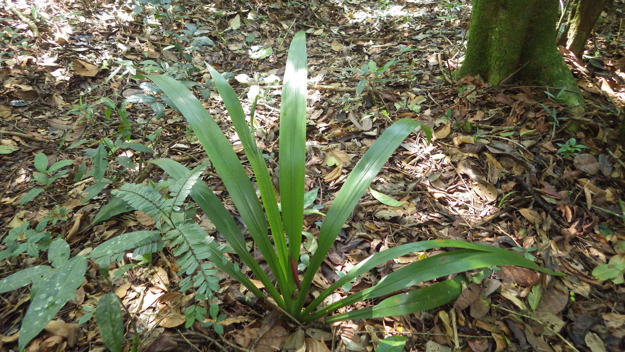 Image of Neomarica portosecurensis (Ravenna) Chukr