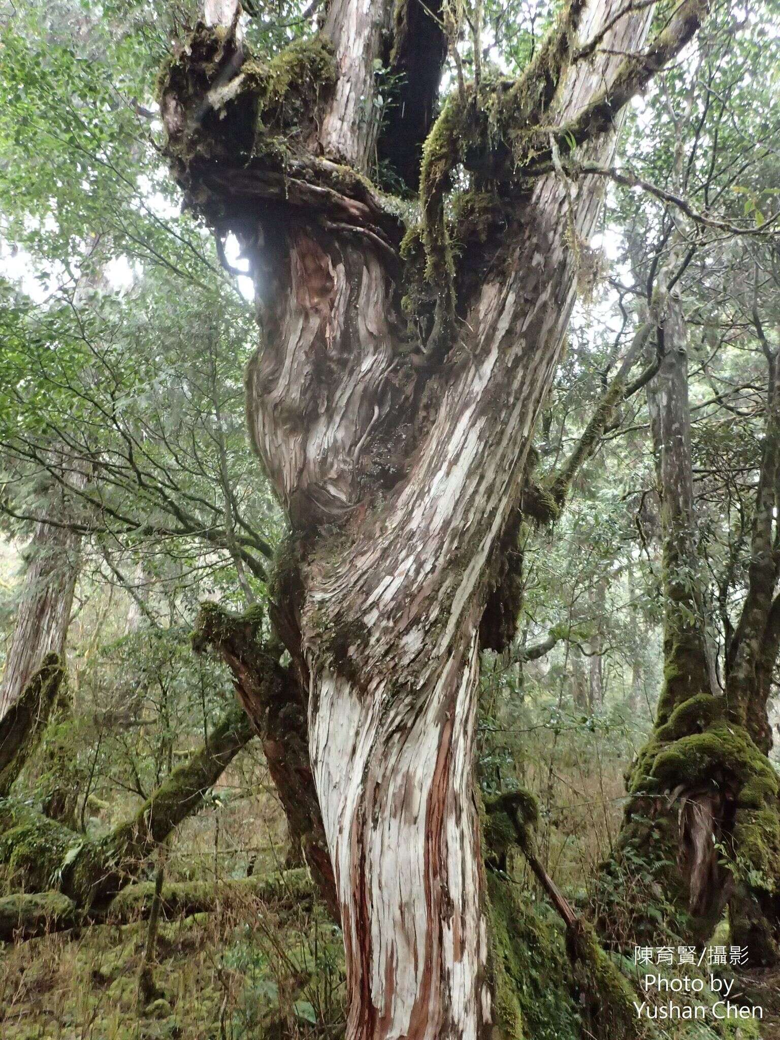 Image of Chamaecyparis obtusa var. formosana (Hayata) Hayata