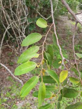 Xylopia bemarivensis Diels resmi