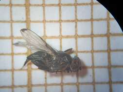 Image of Picture-winged fly