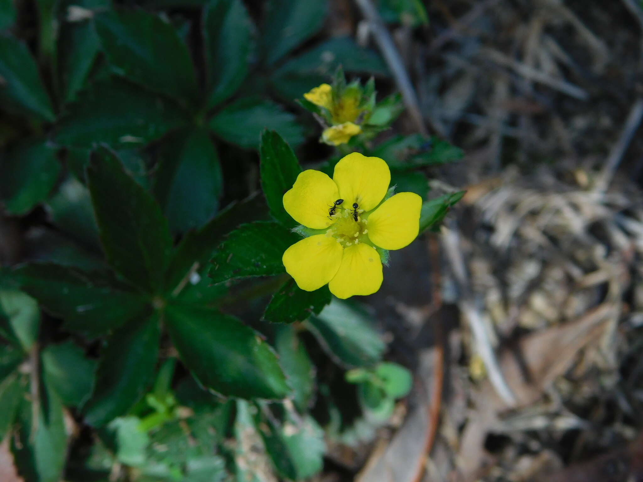 Image of common cinquefoil