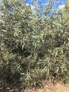 Image of Acacia harpophylla F. Muell. ex Benth.