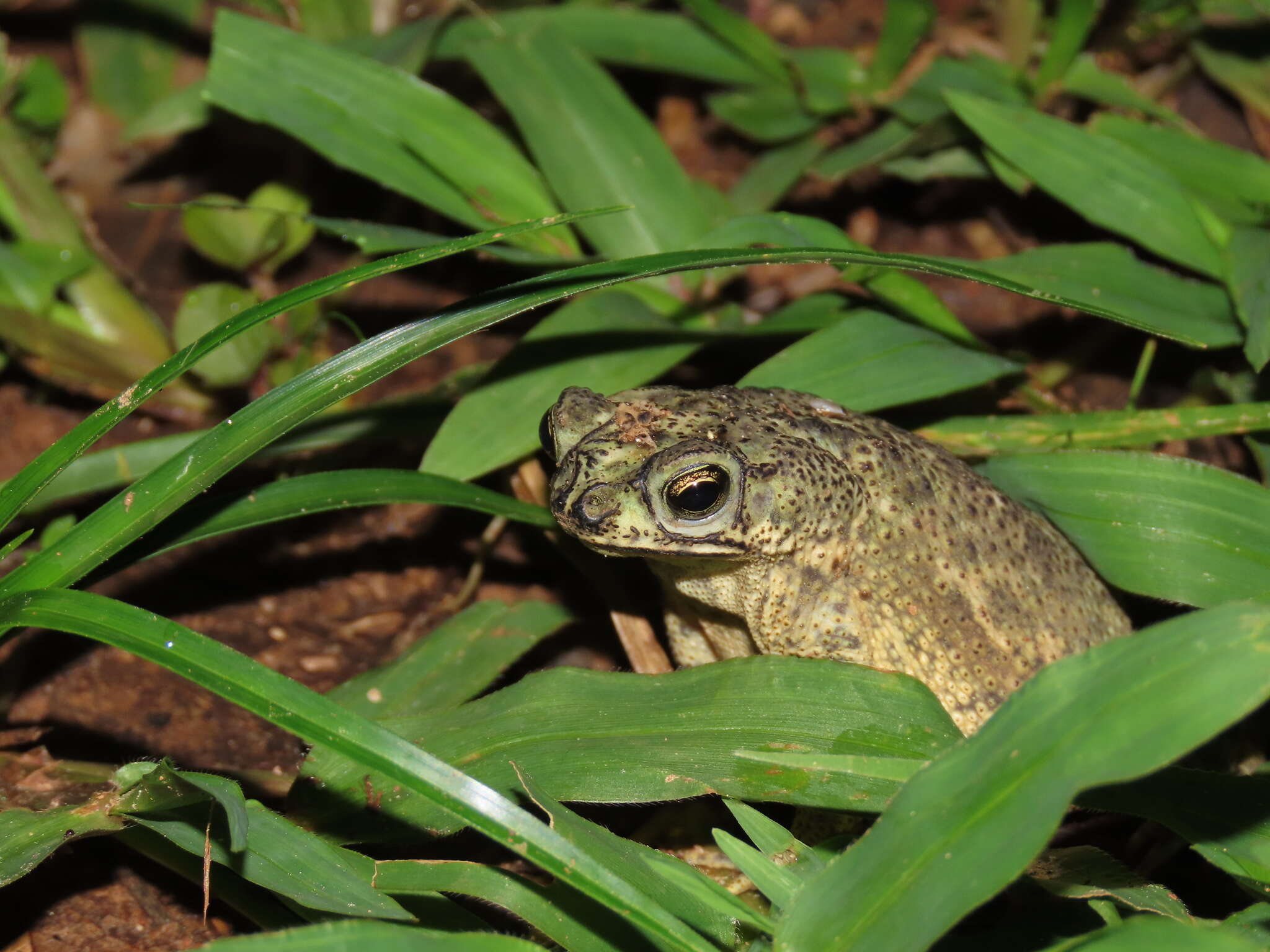 Image of Rhinella beebei (Gallardo 1965)