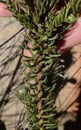 Image of Phylica affinis Sond.