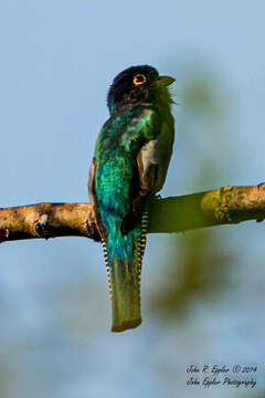 Image of Blue-crowned Trogon