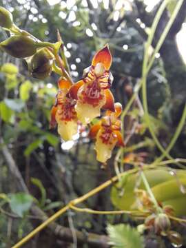 Image of Leochilus carinatus (Knowles & Westc.) Lindl.