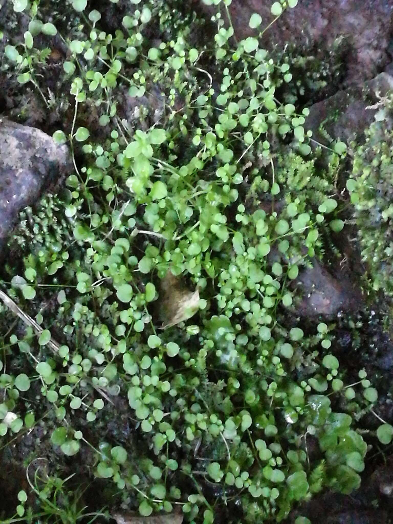 Image of Stellaria parviflora Banks & Soland. ex Hook. fil.