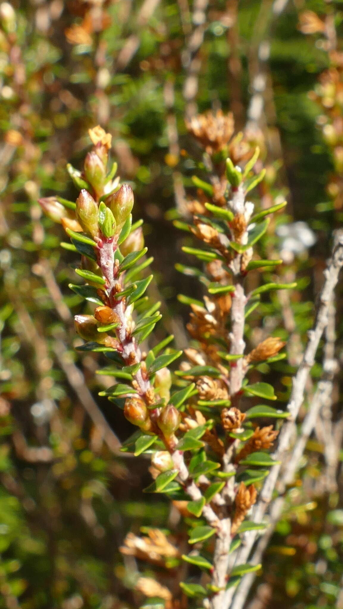 Image of Epacris pauciflora A. Rich.