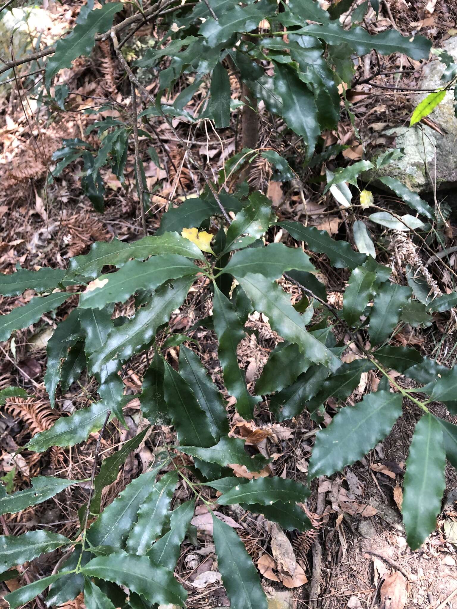 Image de Helicia cochinchinensis Lour.