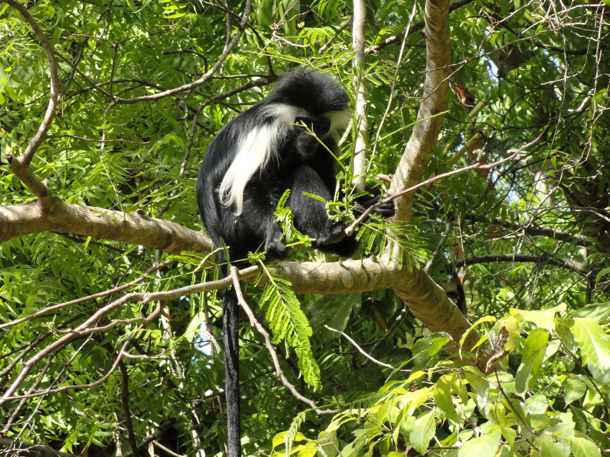 Imagem de Colobus angolensis Sclater 1860