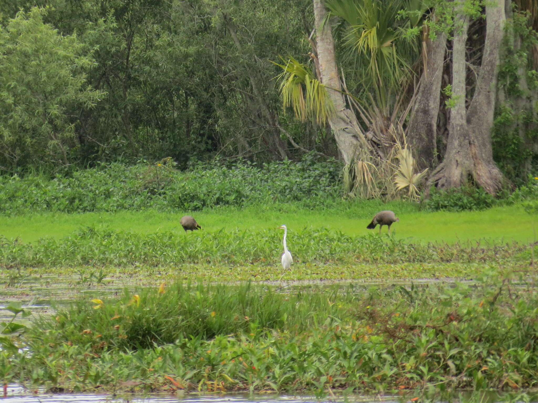 Imagem de Meleagris gallopavo osceola Scott 1890