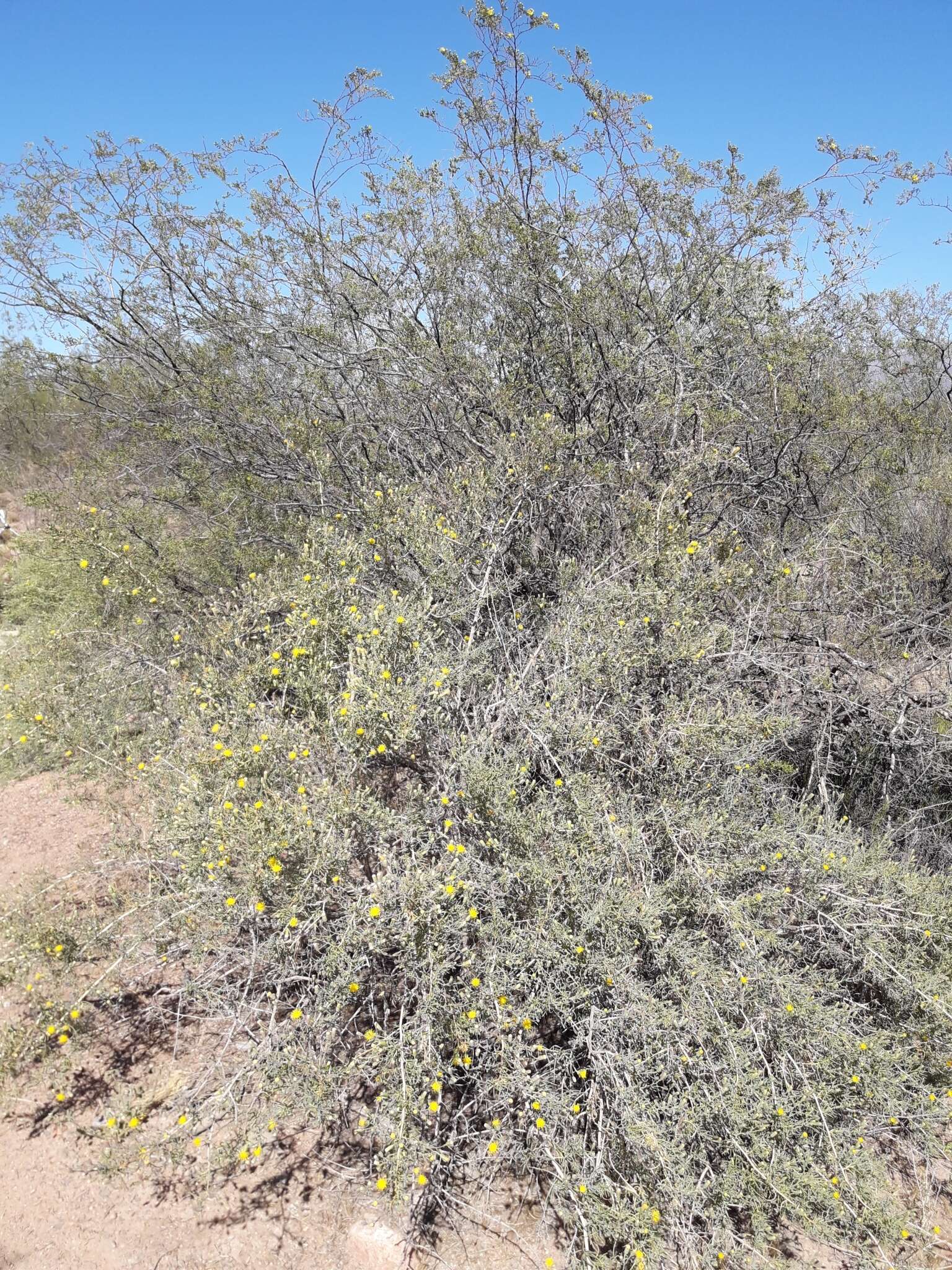 Image of Senecio subulatus D. Don ex Hook. & Arn.