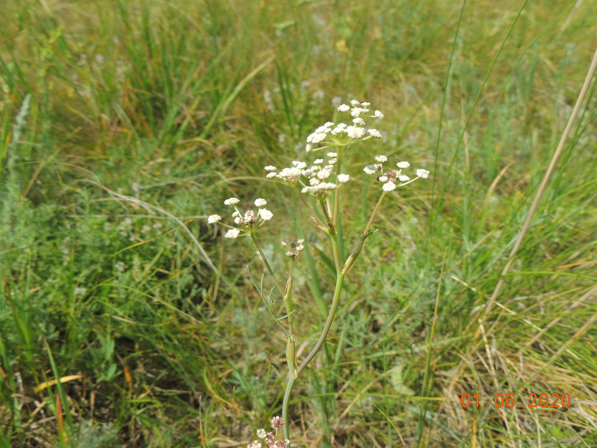 صورة Hippomarathrum ledebourii (G. Don fil.)