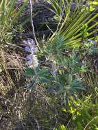 Image of sky-blue lupine