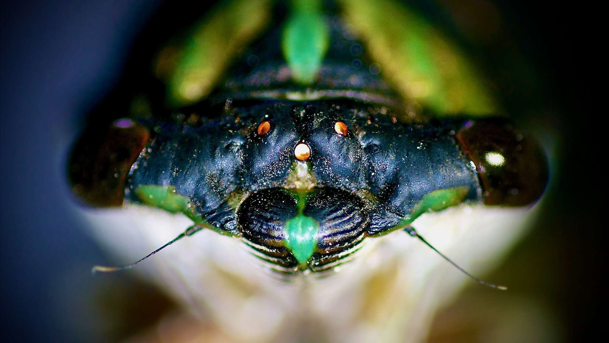 Imagem de <i>Neotibicen lyricen virescens</i>