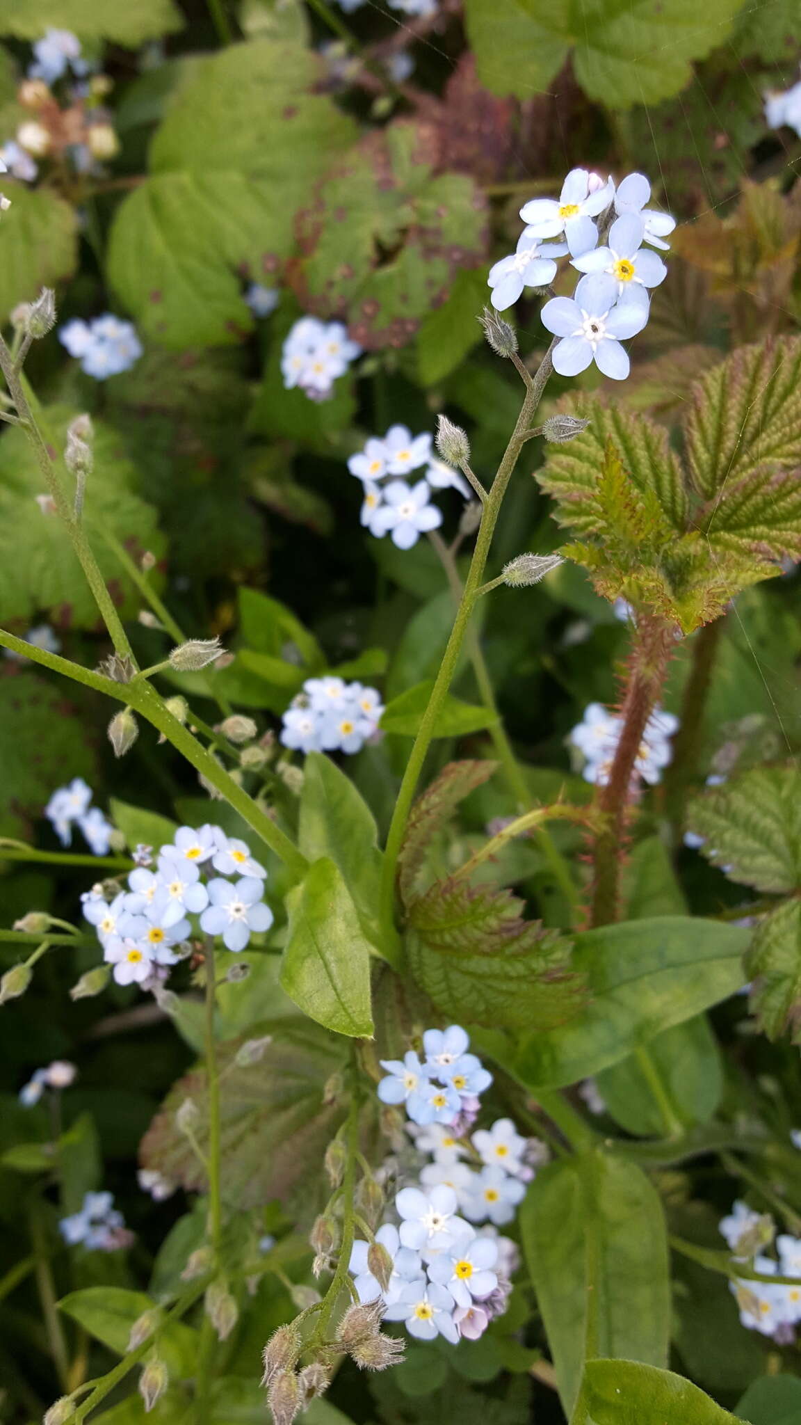 Image de Myosotis latifolia Poir.